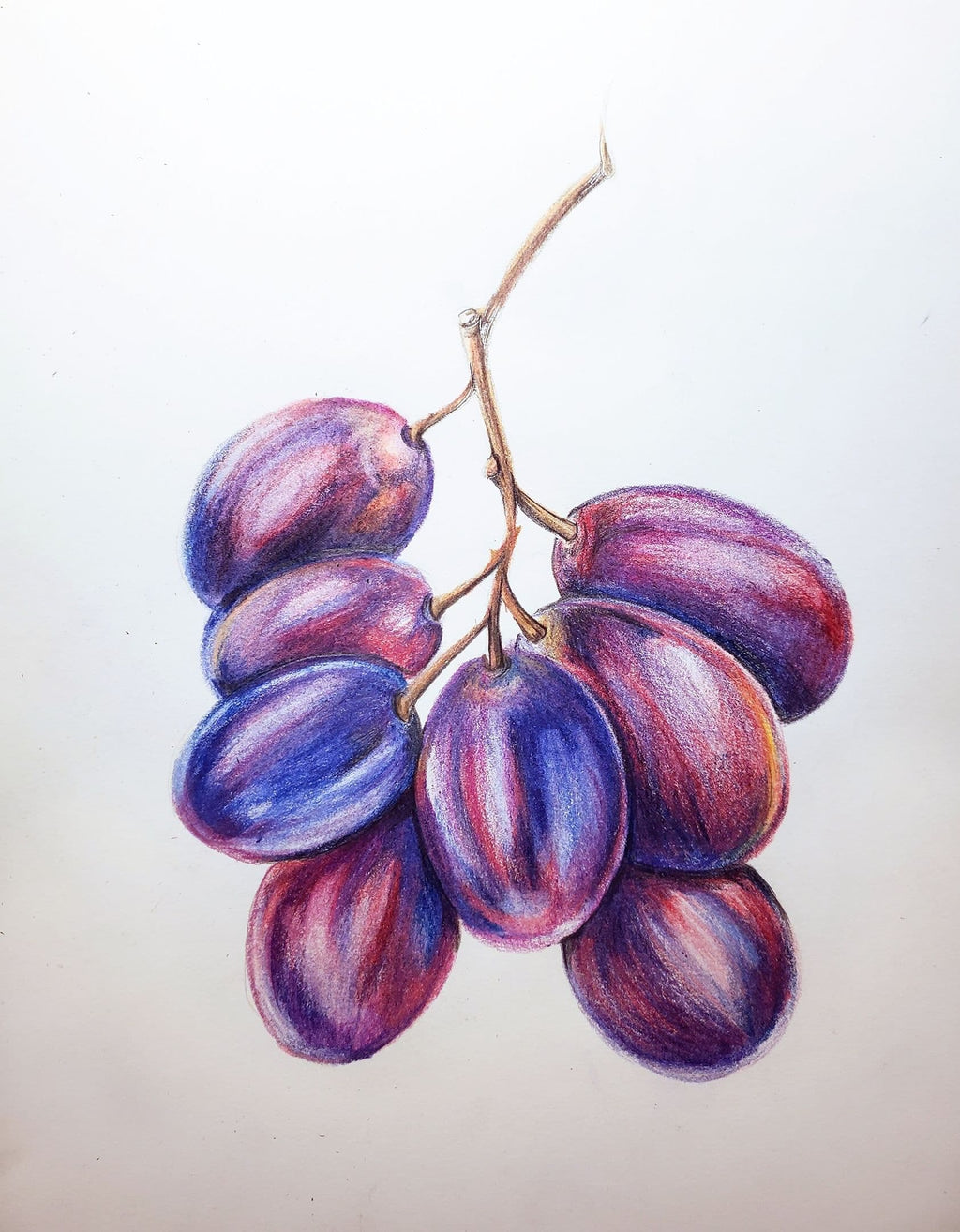 grapes sketches