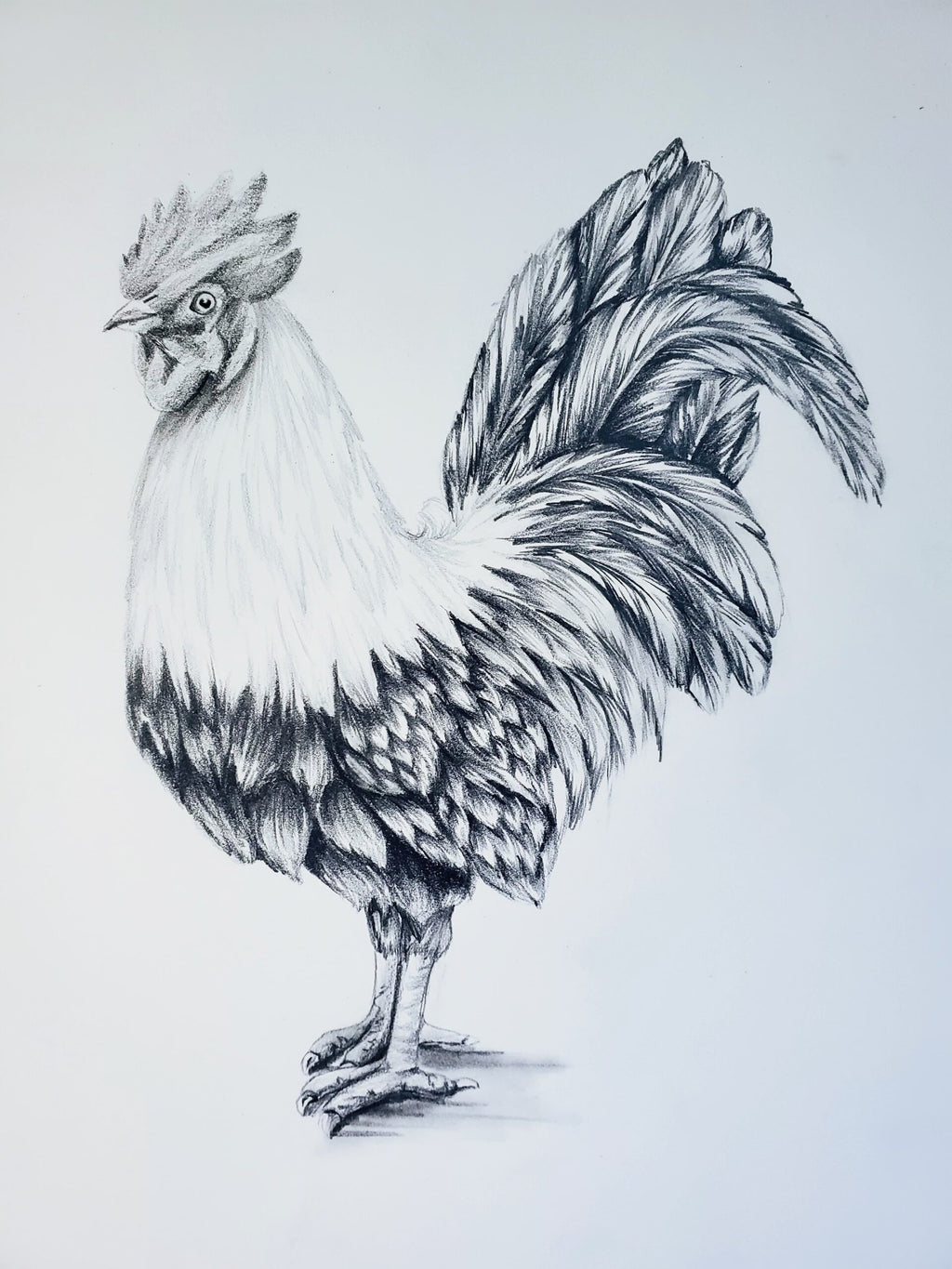 Realistic Rooster Drawing Rooster Chicken Pencil Sketch Nakamura realistic-rooster-drawing-rooster-chicken-pencil-sketch-nakamura