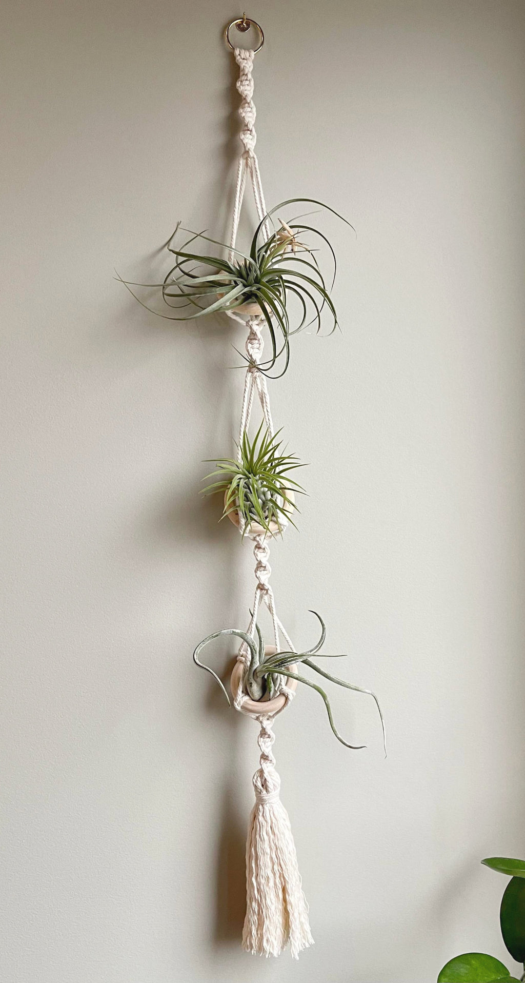 succulent macrame Macrame Air Plant Hanger - Creative Workshops