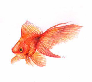Goldfish - Drawing | Instructor: Vera