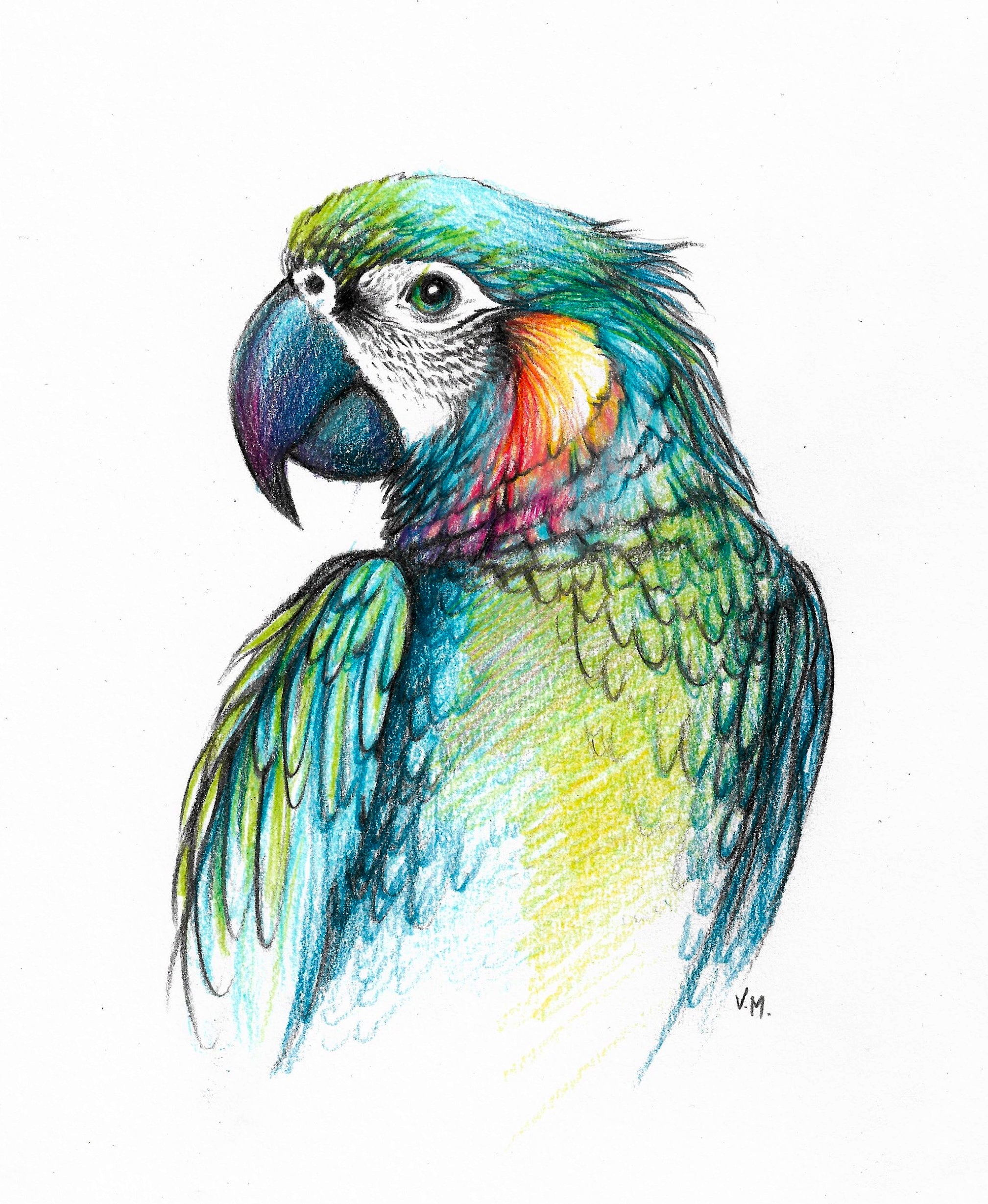 Parrot - Janis Singleton - Drawings & Illustration, Animals, Birds, & Fish,  Birds, Parrots, Amazon Parrot - ArtPal