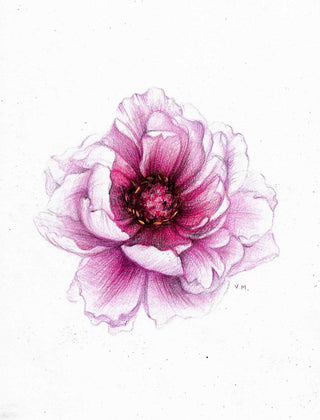 Pink Peony - Drawing | Instructor: Vera