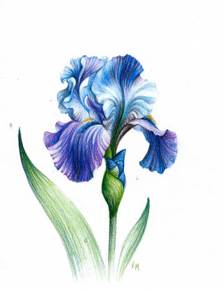 Purple Iris - Drawing | 15 May 2024 @ 7:30pm EDT