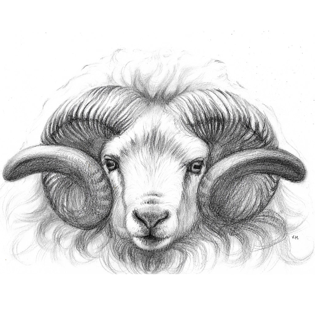 Icelandic Ram - Drawing | Instructor: Vera – Artists Palette Durham