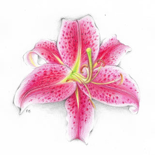 Tiger Lily - Coloured Pencils Drawing | Instructor: Vera