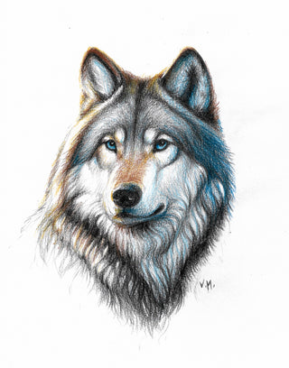 Wolf's Head - Coloured Pencils Drawing | Instructor: Vera