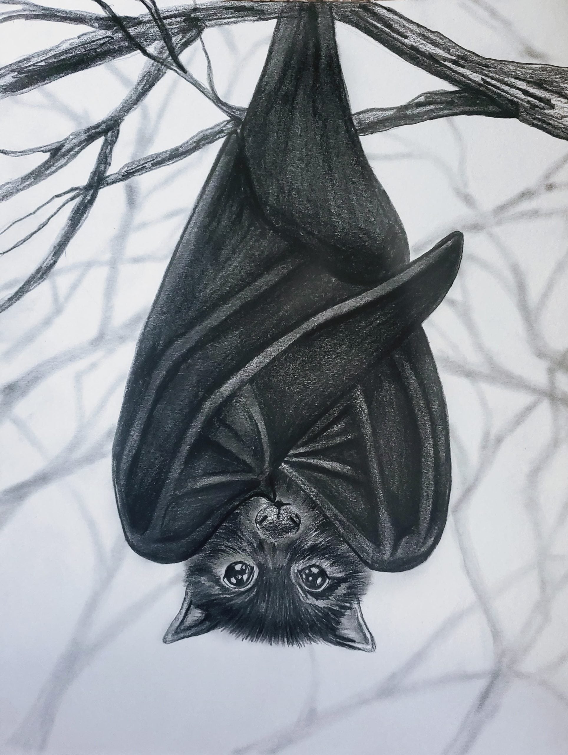 How to draw a bat step by step - Gathered