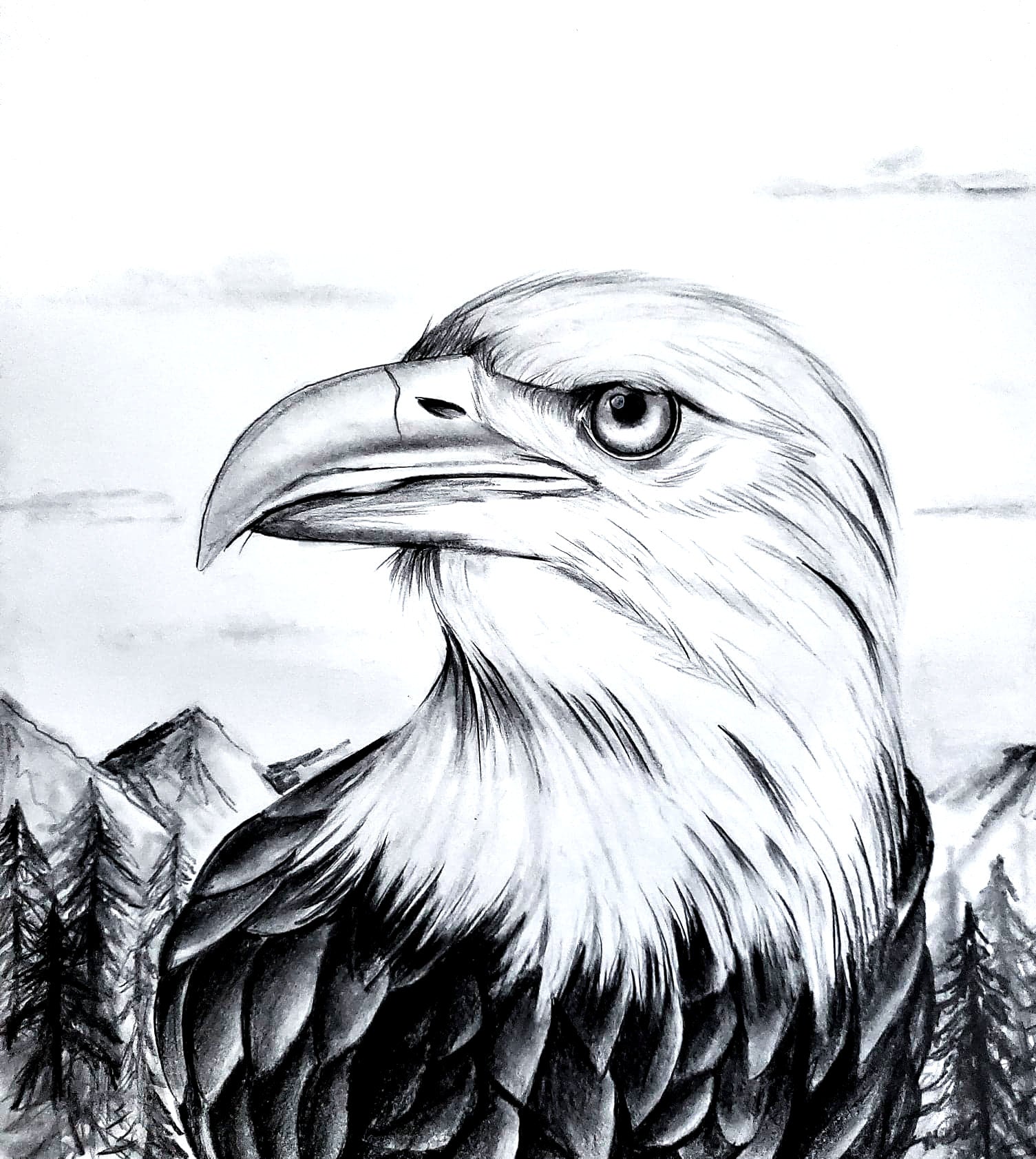 Pencil drawing, coat of arms bird, eagles, s/w, Drawing, watercolor,  illustration, animal, bird, Stock Photo, Picture And Rights Managed Image.  Pic. MB-03834455 | agefotostock