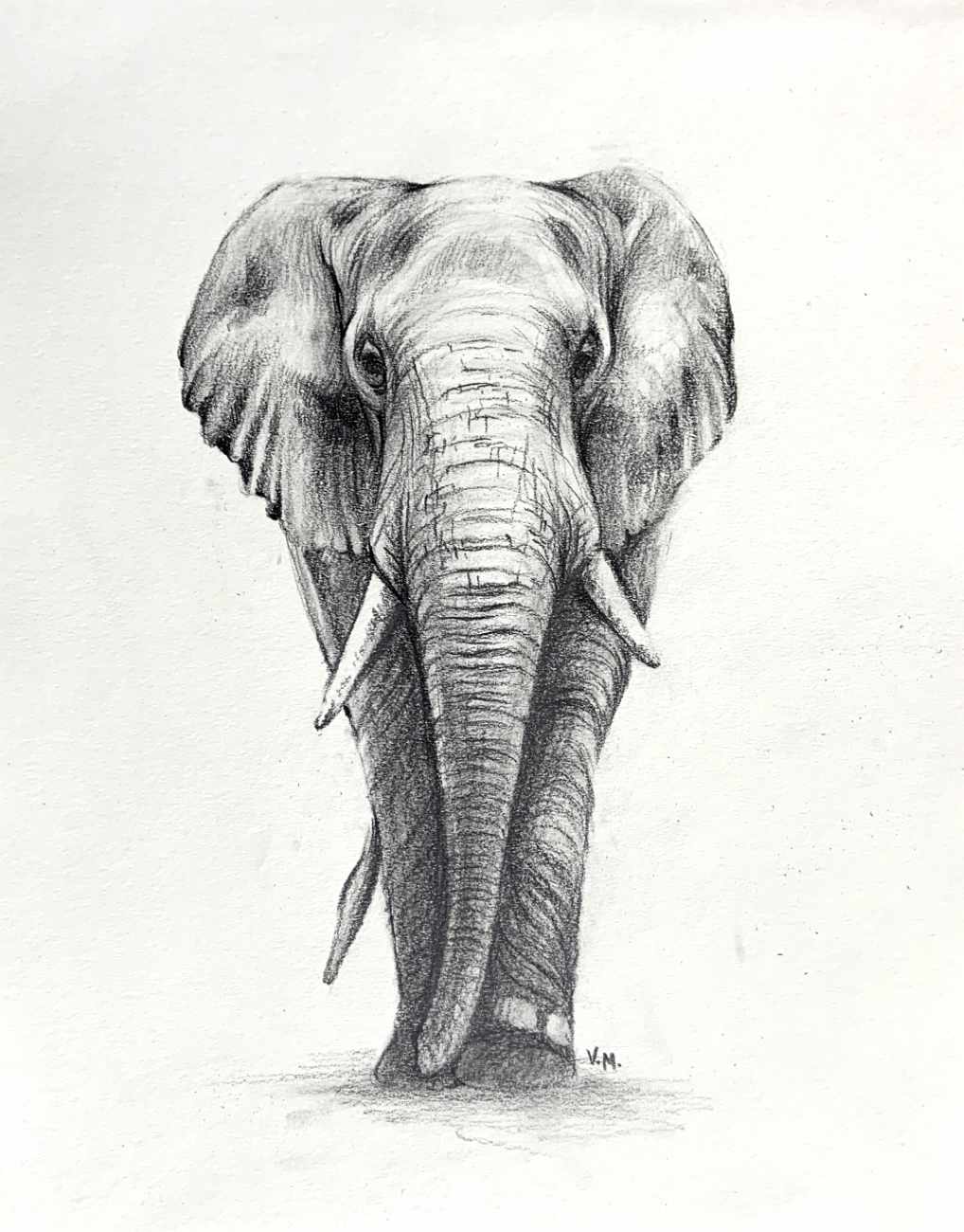 Elephant Rough Drawing How To Draw Elephant Photo