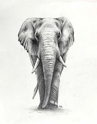 Elephant - Drawing | Instructor: Vera