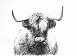 Highland Cow - Drawing | Instructor: Vera