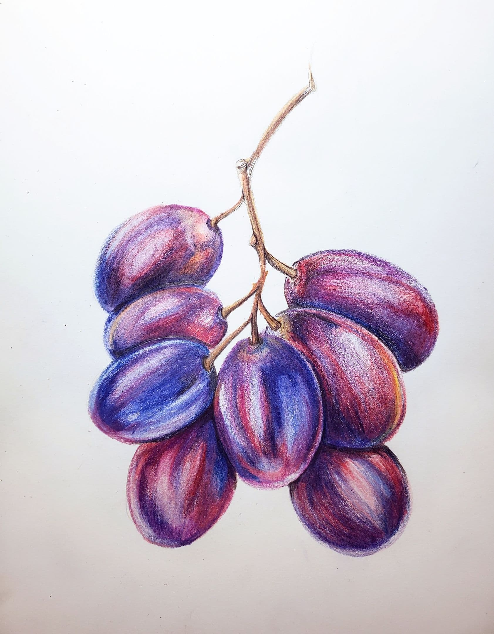 Grape Vine Vector Illustration Stock Illustration - Download Image Now -  Grape, Drawing - Art Product, Fruit - iStock